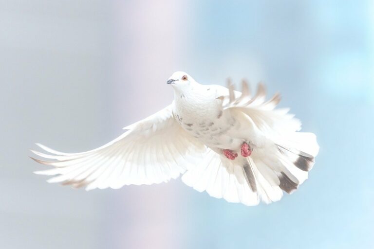 dove, freedom, bird